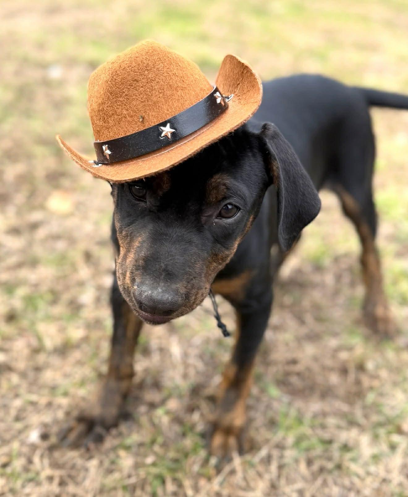 Enlarge Primo , a Adoptable Mixed Breed in Argyle, NY image 4/6