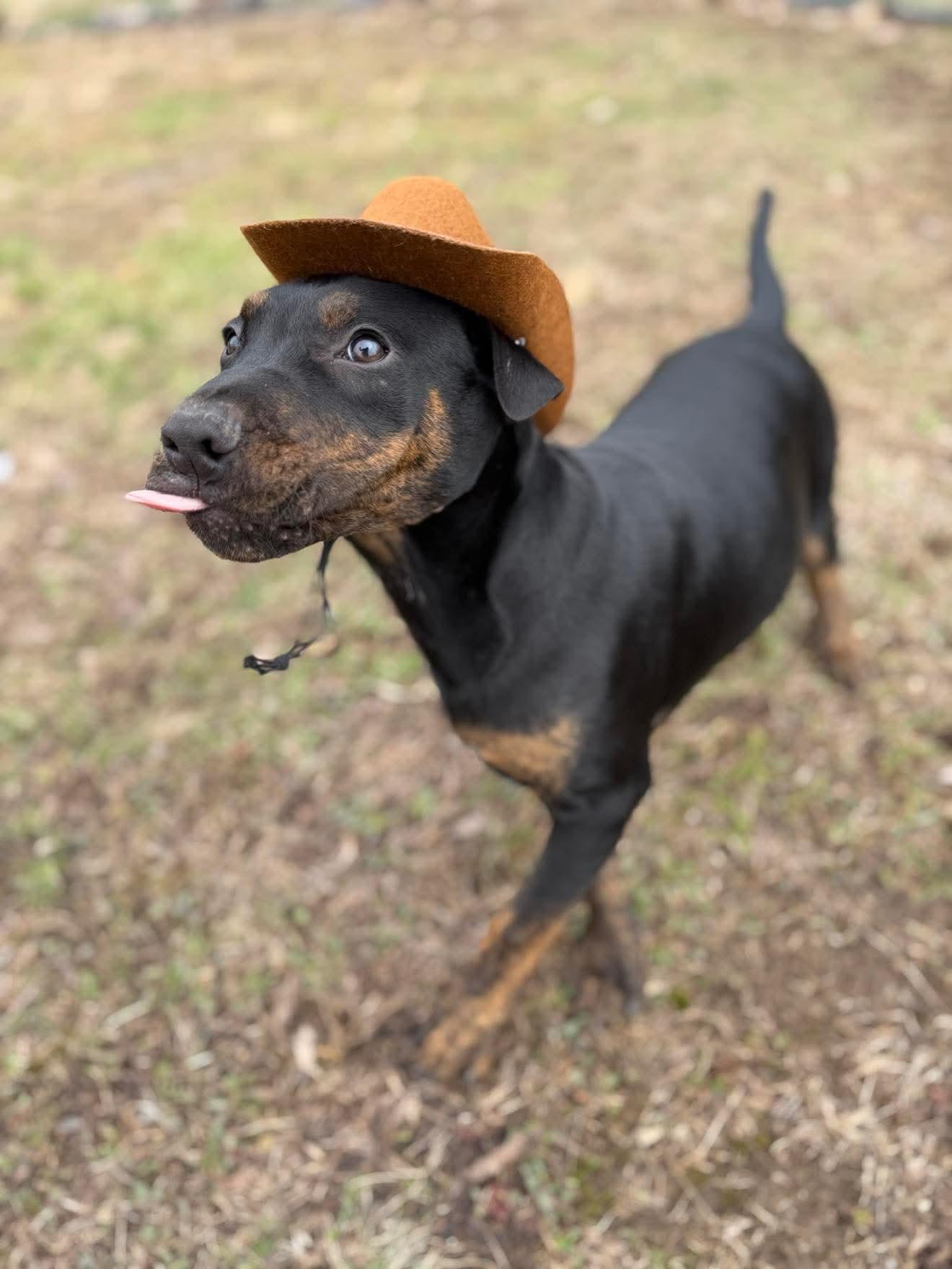 Enlarge Primo , a Adoptable Mixed Breed in Argyle, NY image 3/6