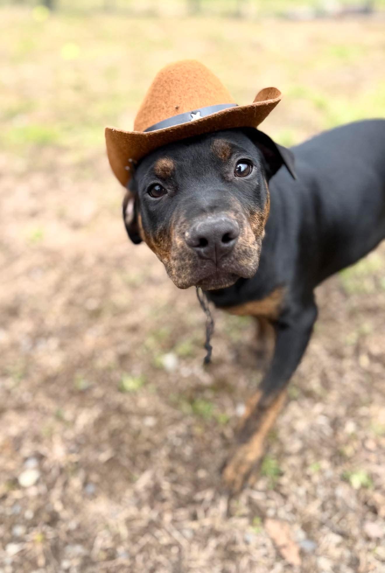 Enlarge Primo , a Adoptable Mixed Breed in Argyle, NY image 5/6