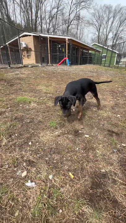 Enlarge Primo , a Adoptable Mixed Breed in Argyle, NY video 6/6