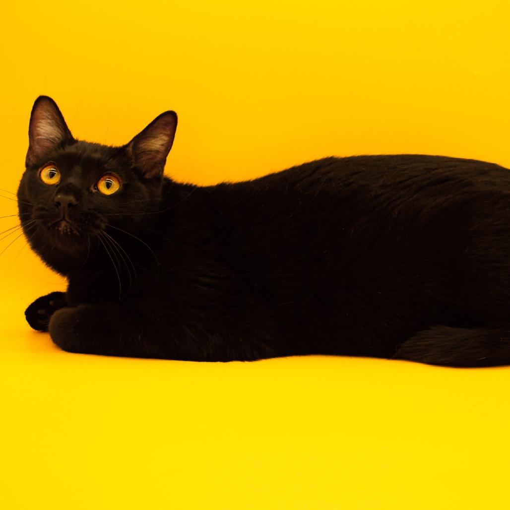 Enlarge Gladys, a Adoptable Domestic Short Hair in Plainfield, IL image 1/6