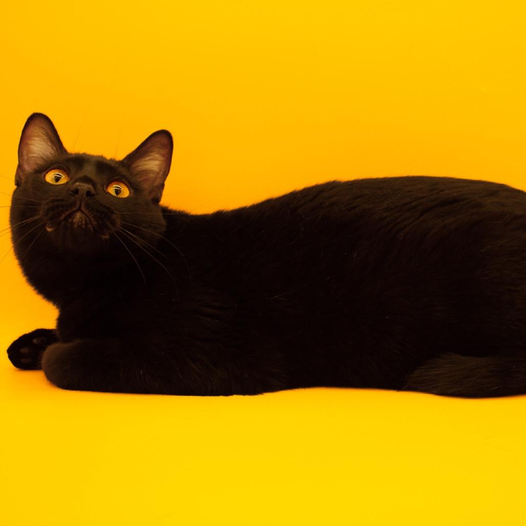 Enlarge Gladys, a Adoptable Domestic Short Hair in Plainfield, IL image 2/6