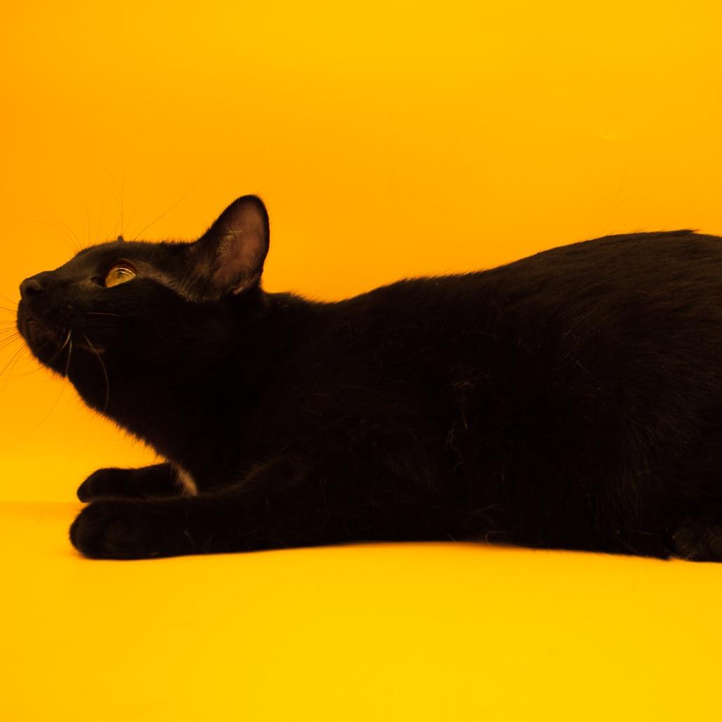 Enlarge Gladys, a Adoptable Domestic Short Hair in Plainfield, IL image 3/6