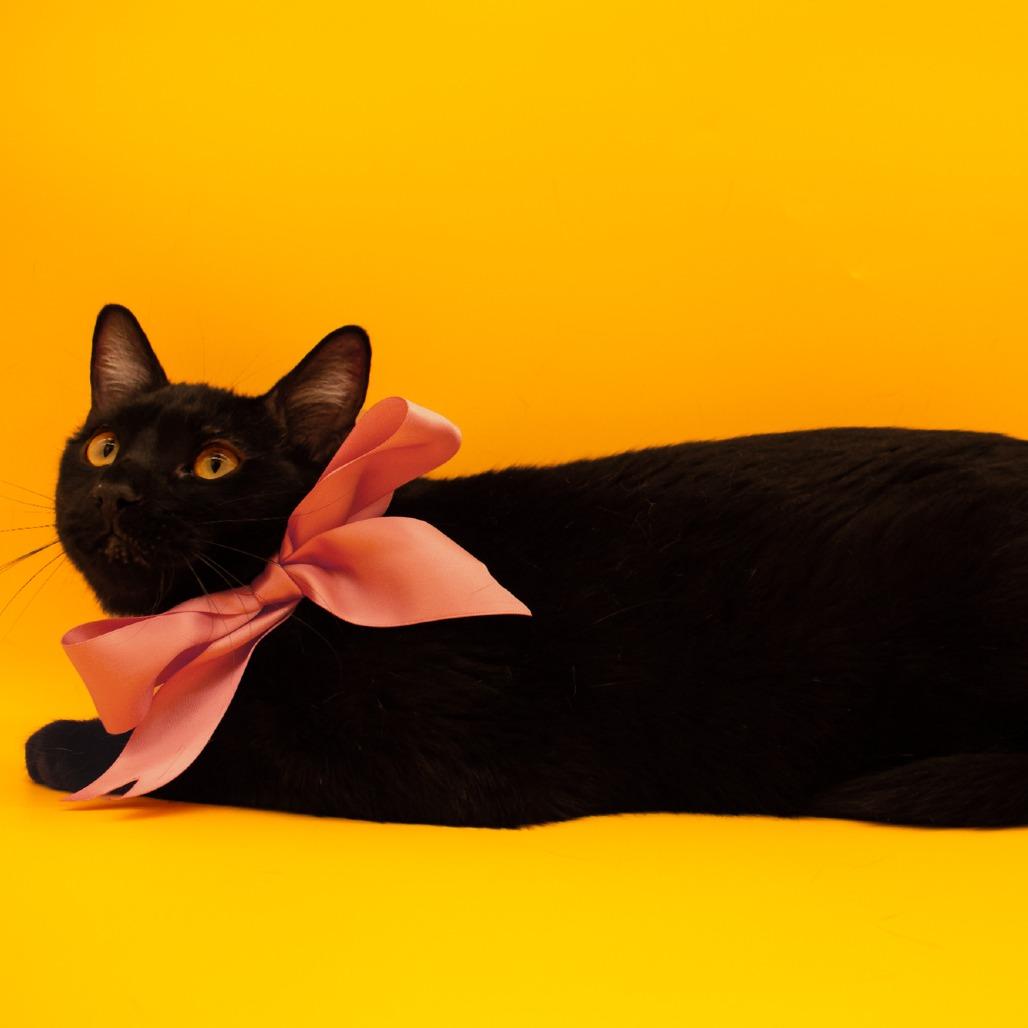 Enlarge Gladys, a Adoptable Domestic Short Hair in Plainfield, IL image 4/6