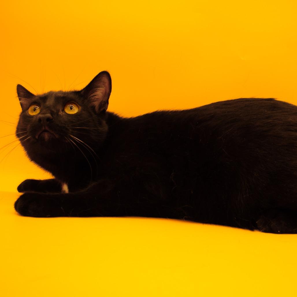 Enlarge Gladys, a Adoptable Domestic Short Hair in Plainfield, IL image 5/6