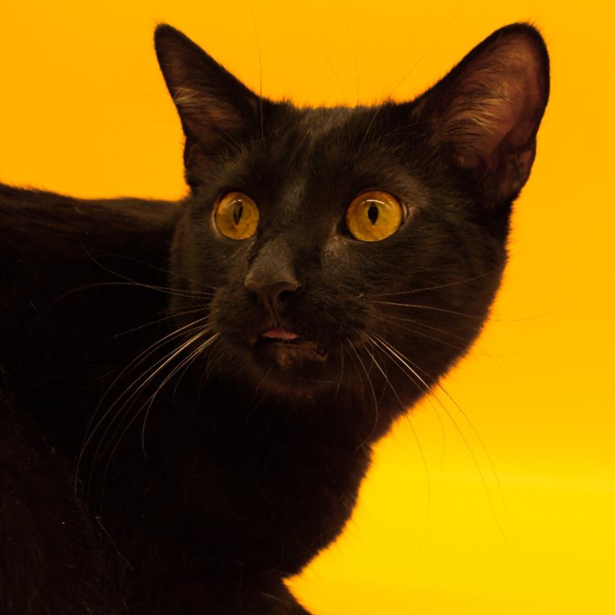 Enlarge Gladys, a Adoptable Domestic Short Hair in Plainfield, IL image 6/6