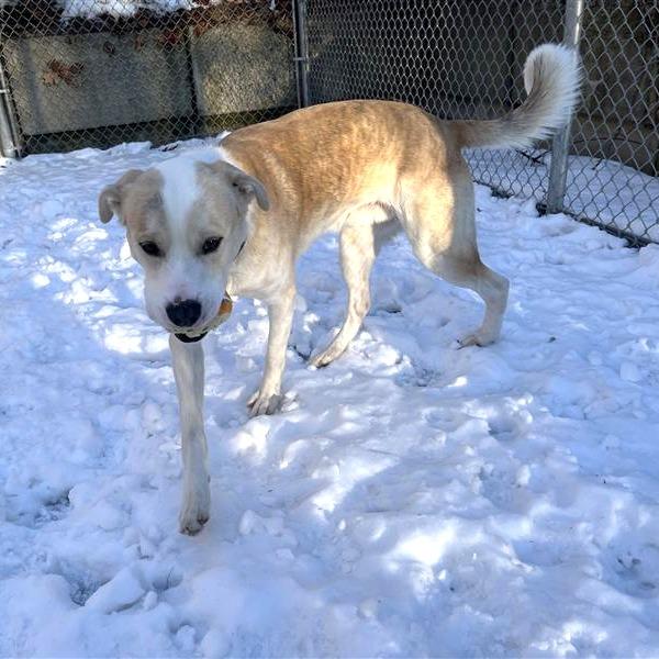Enlarge Bronco, a Adoptable Mixed Breed in South Burlington, VT image 1/6