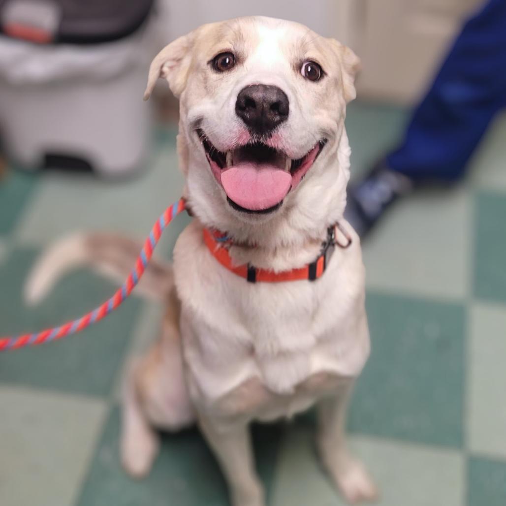 Enlarge Bronco, a Adoptable Mixed Breed in South Burlington, VT image 2/6
