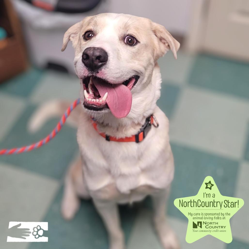 Enlarge Bronco, a Adoptable Mixed Breed in South Burlington, VT image 3/6