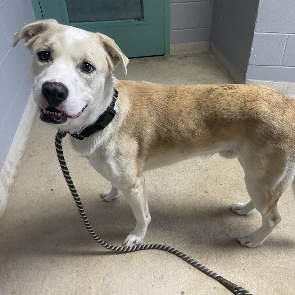 Enlarge Bronco, a Adoptable Mixed Breed in South Burlington, VT image 4/6