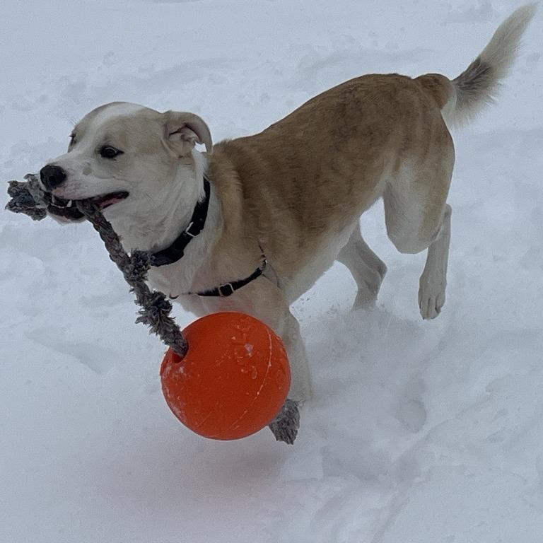 Enlarge Bronco, a Adoptable Mixed Breed in South Burlington, VT image 6/6