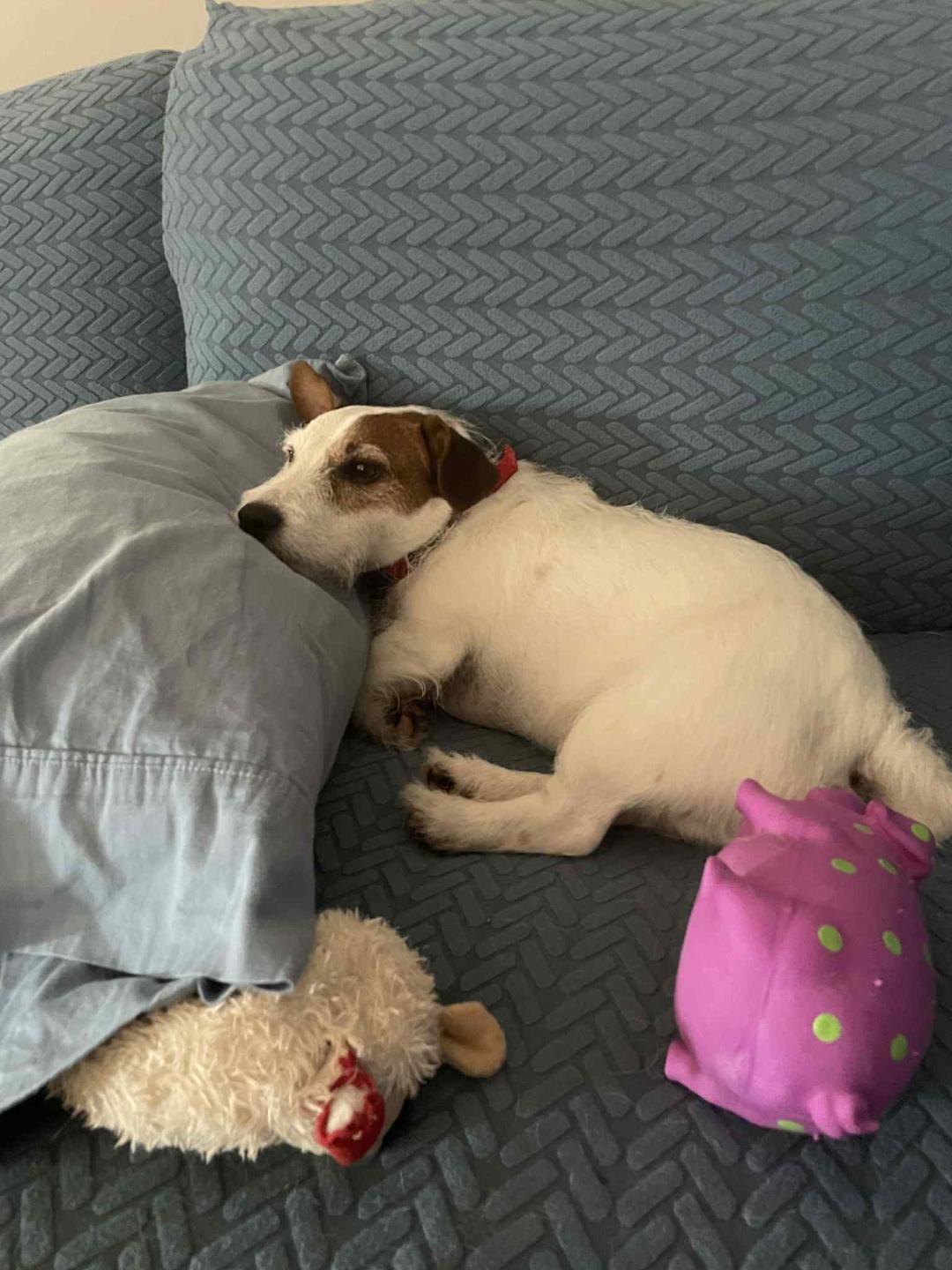 Spuds in Tulsa, Oklahoma, Adopted, Adult Male Jack Russell Terrier.