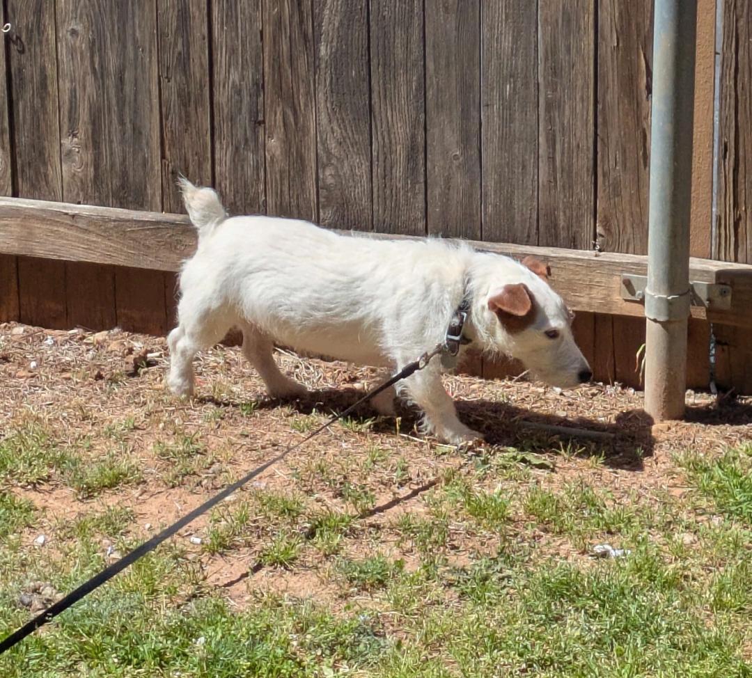 Spuds in Tulsa, Oklahoma, a Adopted Jack Russell Terrier in Tulsa, OK image 2/3