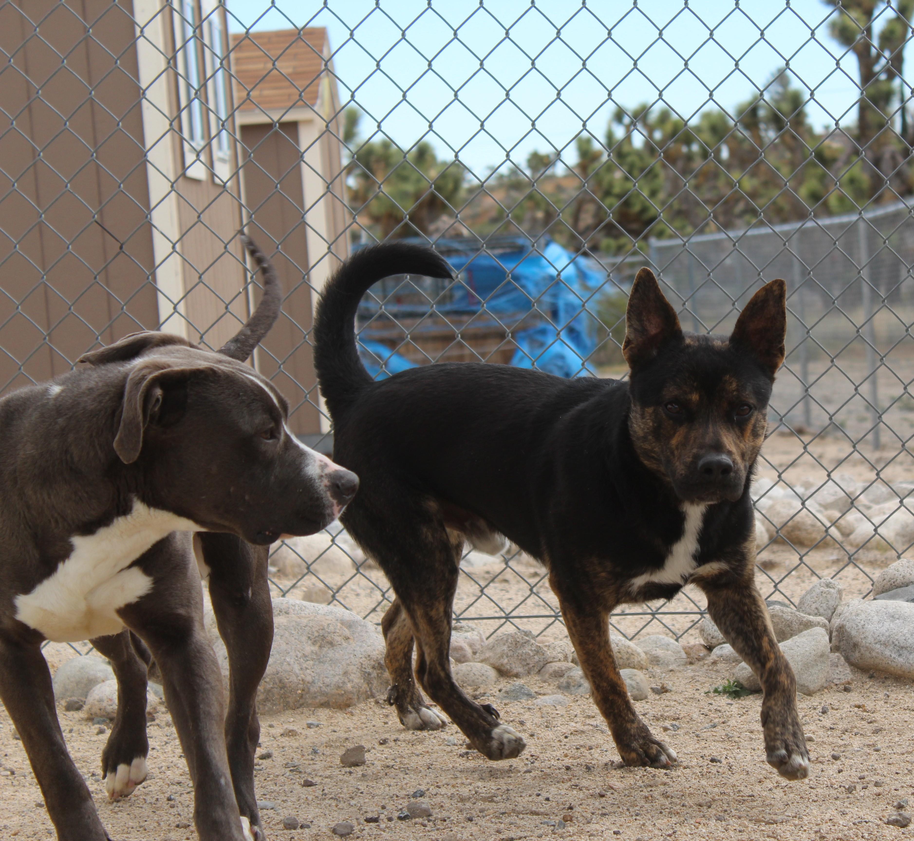 Enlarge Roscoe, a ADOPTABLE mixed breed in Yucca Valley, CA image 2/5