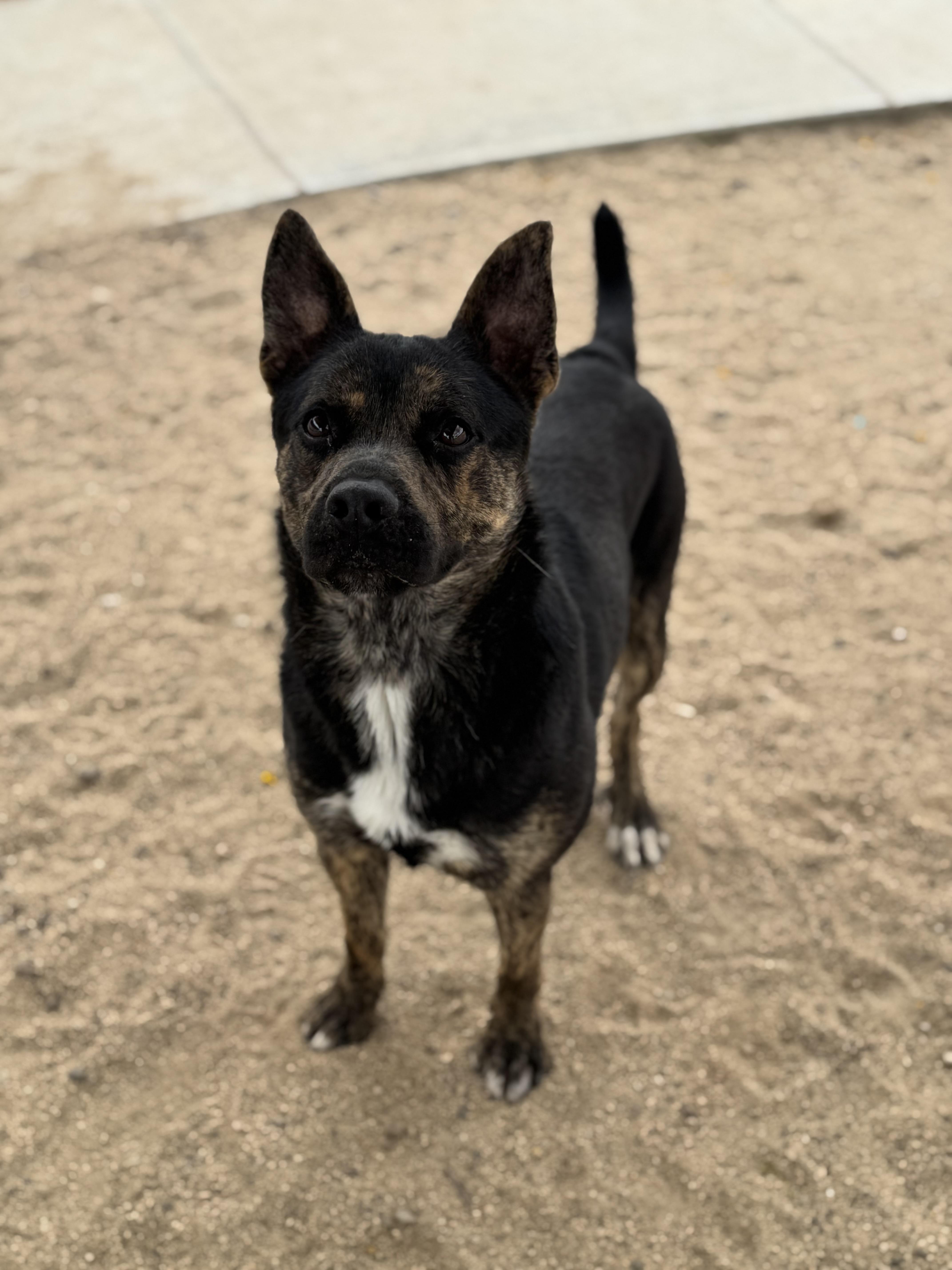 Enlarge Roscoe, a ADOPTABLE mixed breed in Yucca Valley, CA image 4/5