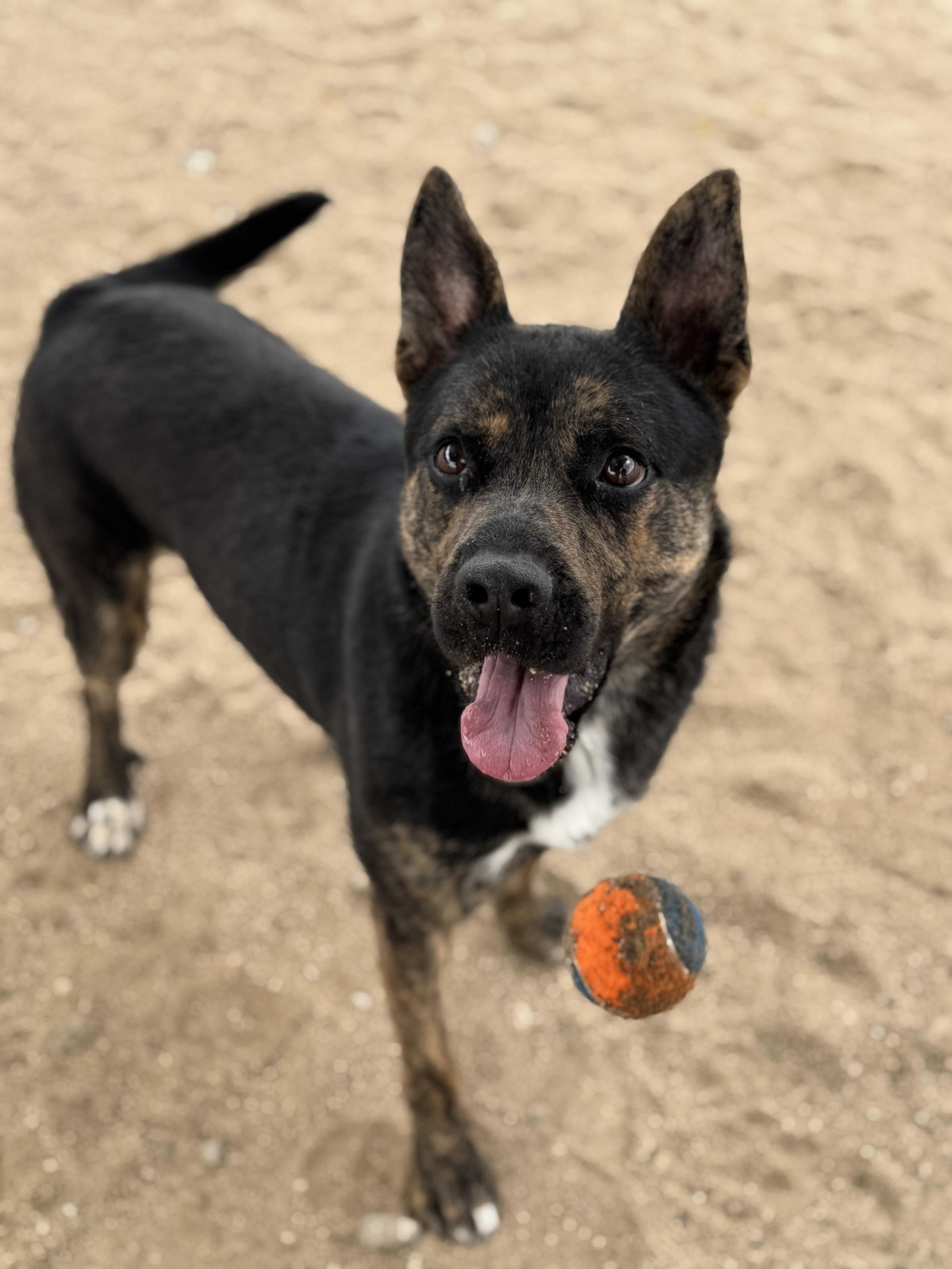 Roscoe, ADOPTABLE, Adult Male Cattle Dog & Pit Bull Terrier.