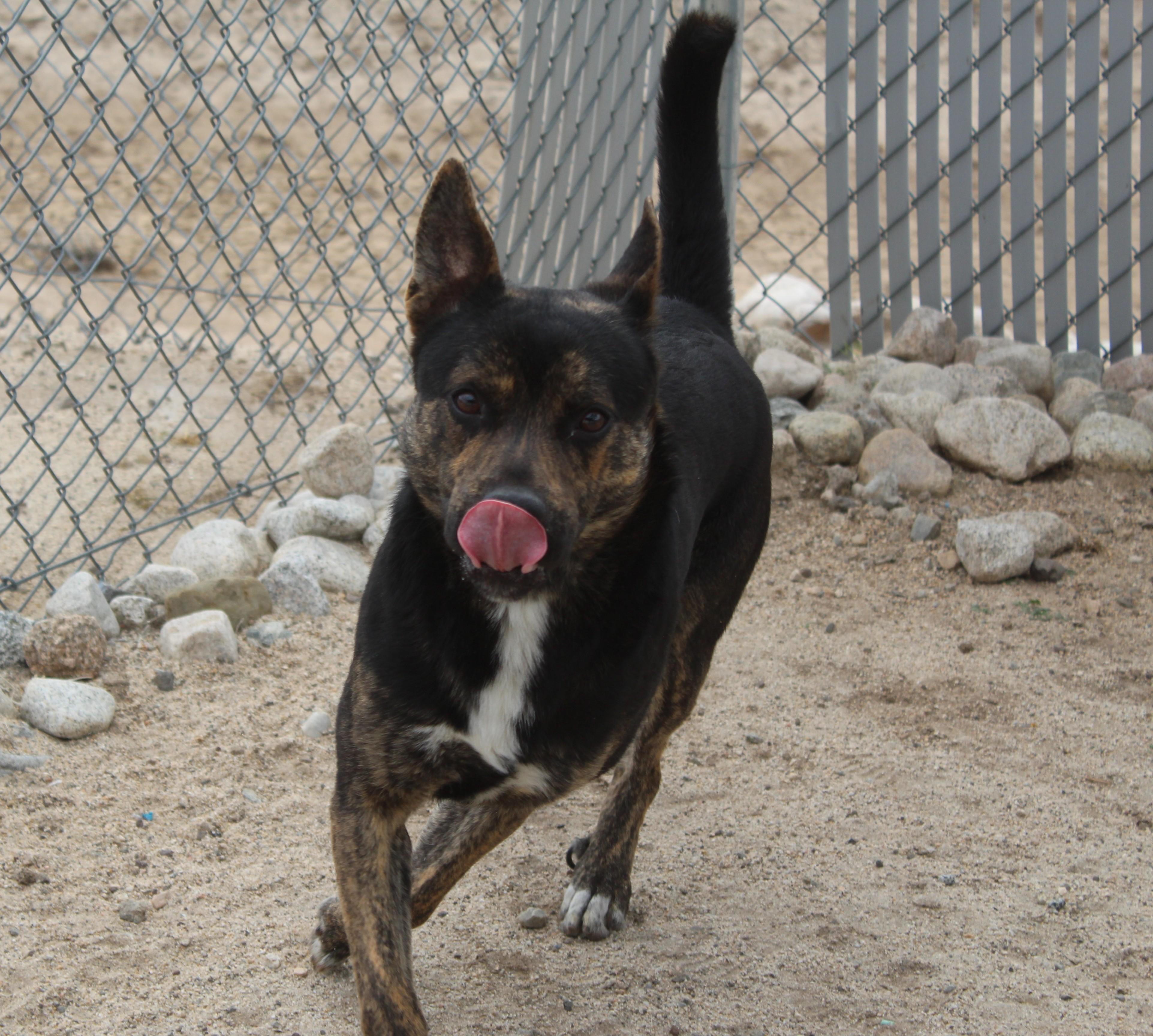 Enlarge Roscoe, a ADOPTABLE mixed breed in Yucca Valley, CA image 4/5