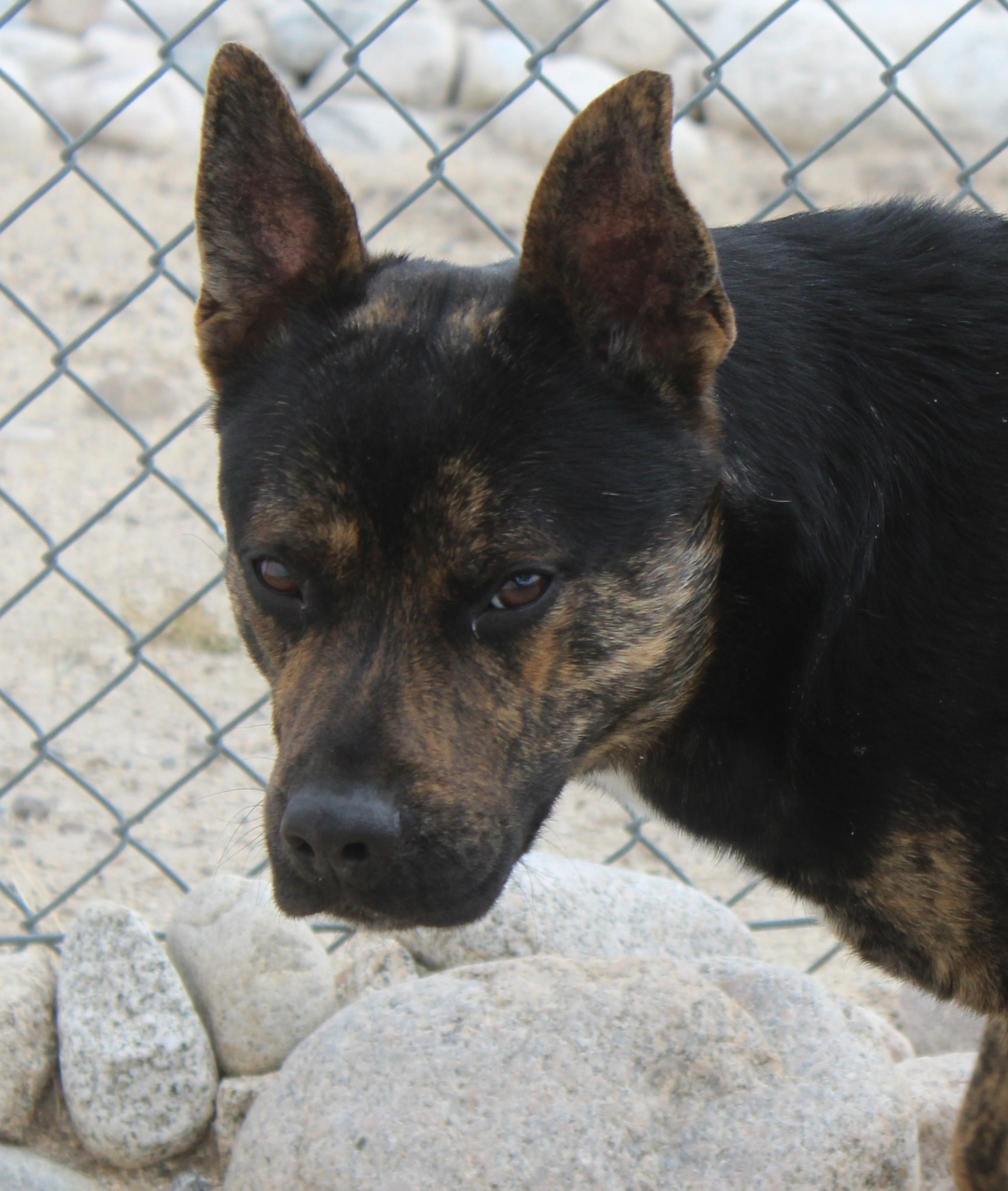 Enlarge Roscoe, a ADOPTABLE mixed breed in Yucca Valley, CA image 5/5