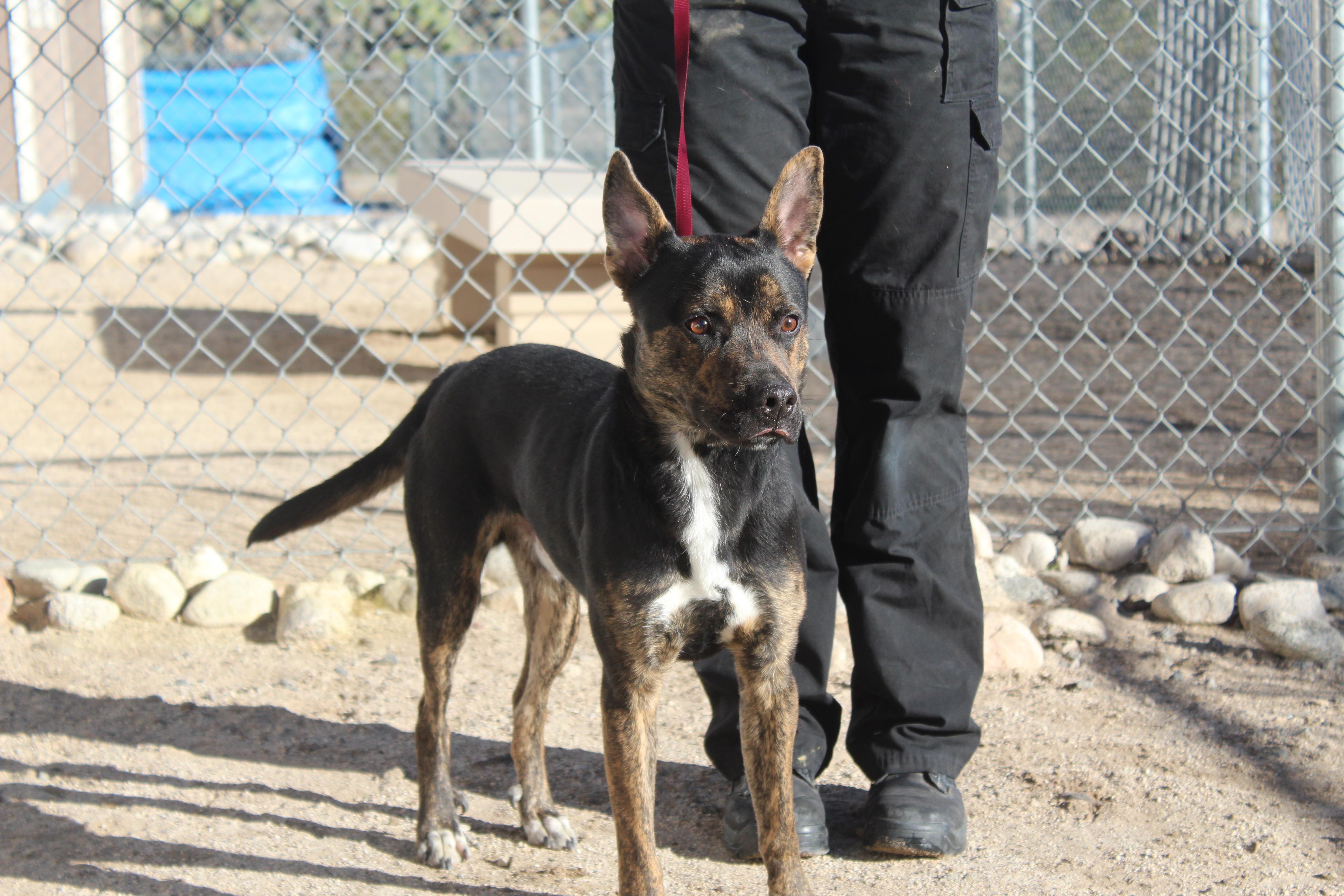 Enlarge Roscoe, a ADOPTABLE mixed breed in Yucca Valley, CA image 1/2