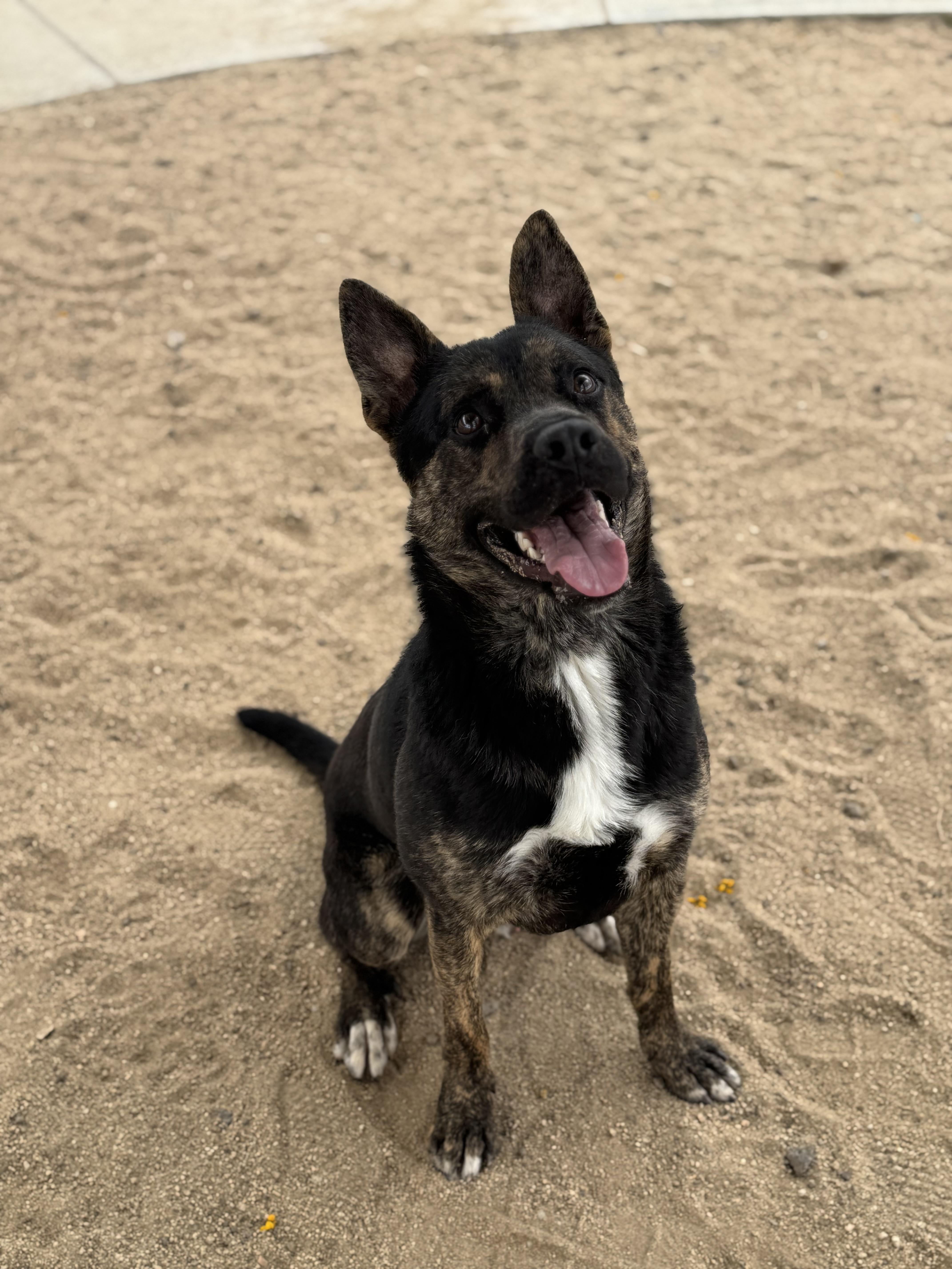 Enlarge Roscoe, a ADOPTABLE mixed breed in Yucca Valley, CA image 5/5