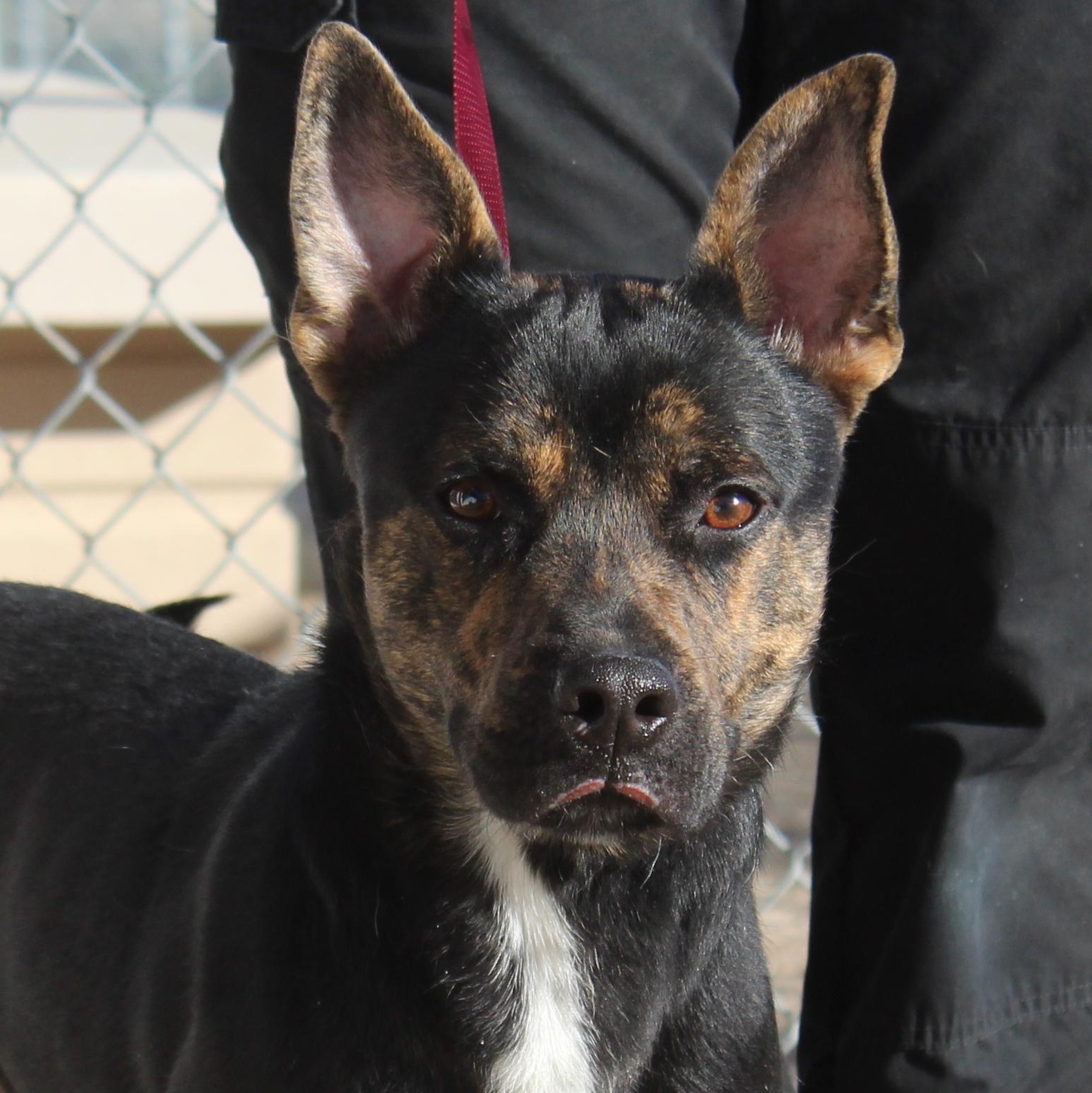 Enlarge Roscoe, a ADOPTABLE mixed breed in Yucca Valley, CA image 2/2