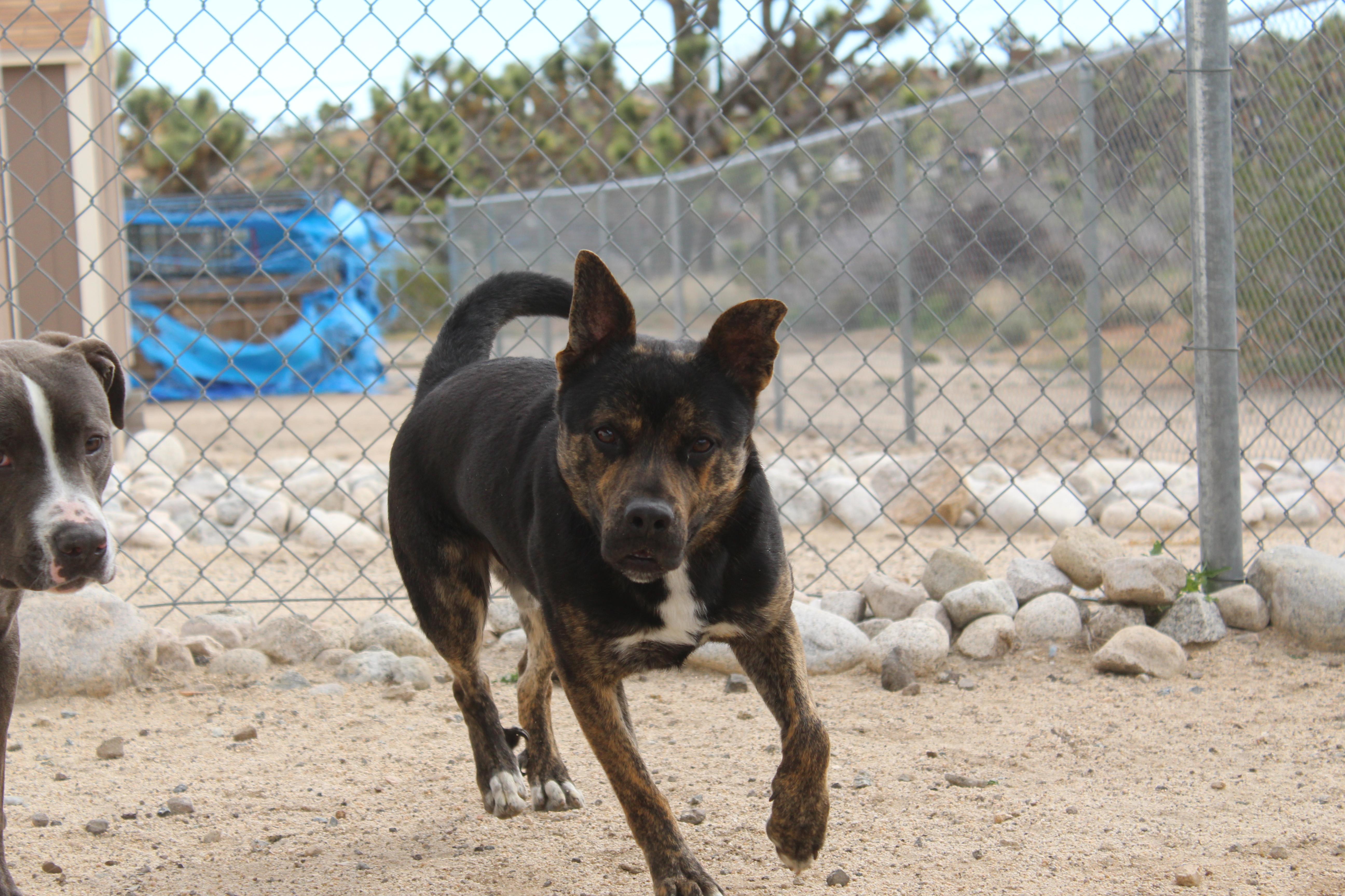 Enlarge Roscoe, a ADOPTABLE mixed breed in Yucca Valley, CA image 3/5