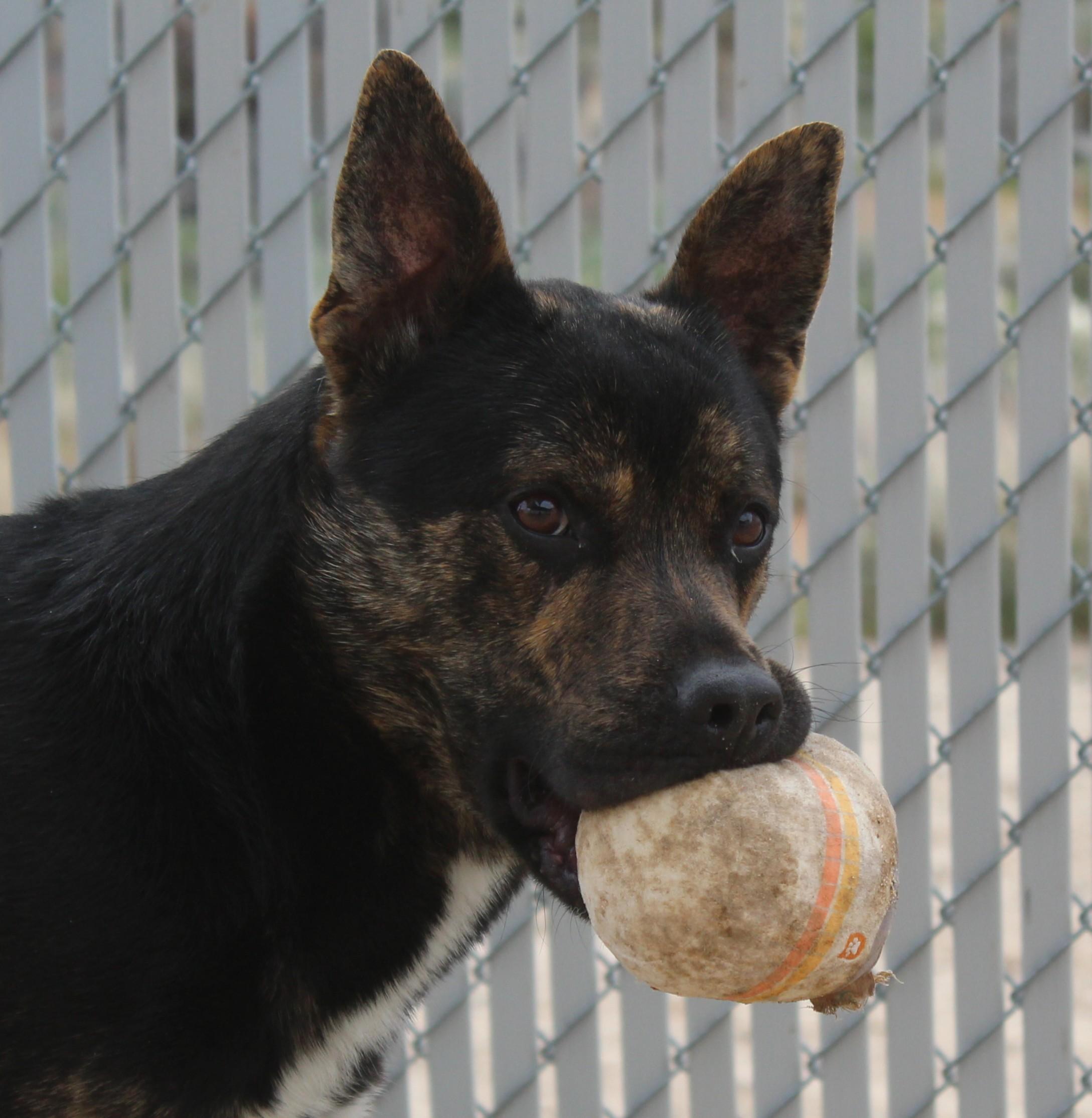 Enlarge Roscoe, a ADOPTABLE mixed breed in Yucca Valley, CA image 1/5