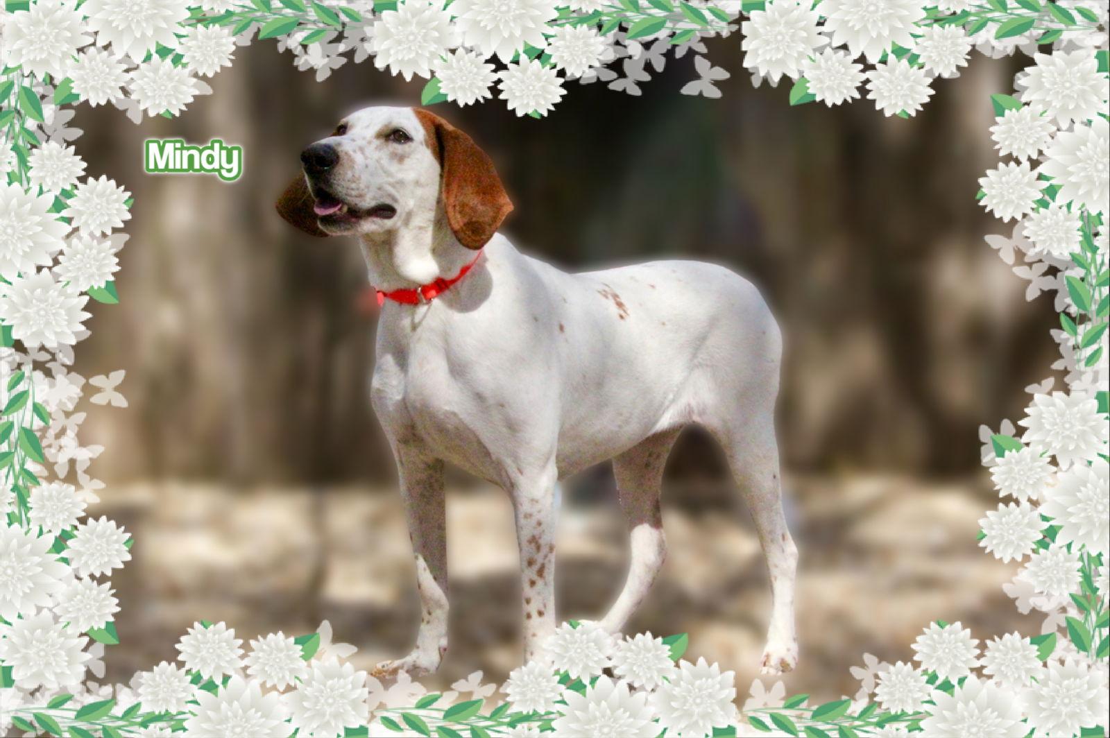 Enlarge Mindy, a Adoptable Hound in New Castle, DE image 1/3