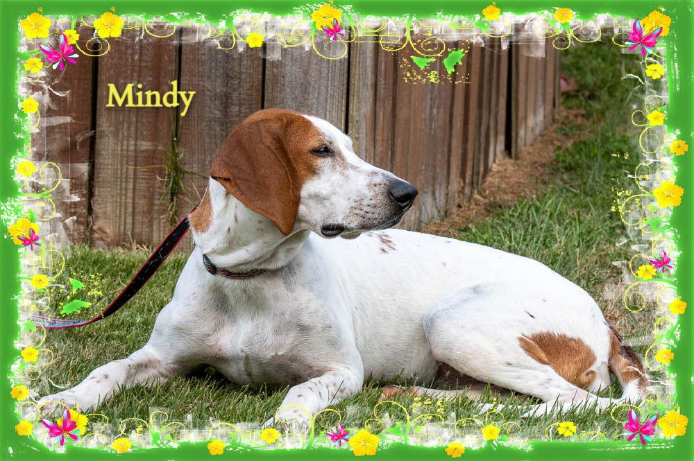 Enlarge Mindy, a Adoptable Hound in New Castle, DE image 2/3