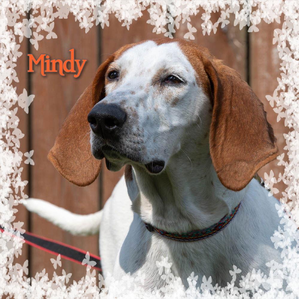 Enlarge Mindy, a Adoptable Hound in New Castle, DE image 3/3