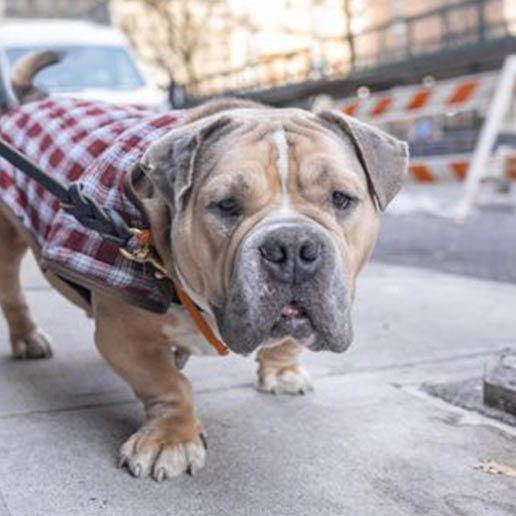 Marge, Adoptable, Adult Female Mixed Breed.