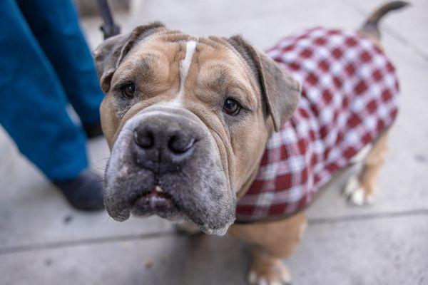 Enlarge Marge, a Adoptable Mixed Breed in New York, NY image 2/3