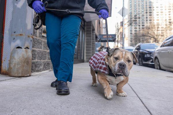 Enlarge Marge, a Adoptable Mixed Breed in New York, NY image 3/3