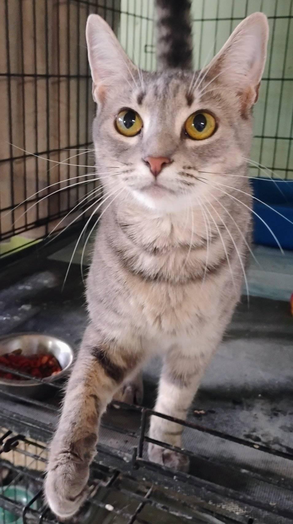 Enlarge Hermit, a Adoptable Domestic Short Hair in Scotland Neck, NC image 2/2