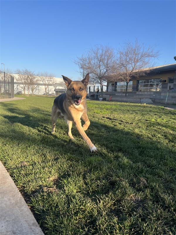 Dennis Feinstein, Adopted, Adult Male German Shepherd Dog.
