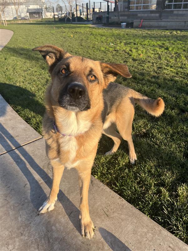 Dennis Feinstein, a Adopted German Shepherd Dog in Elk Grove, CA image 2/3