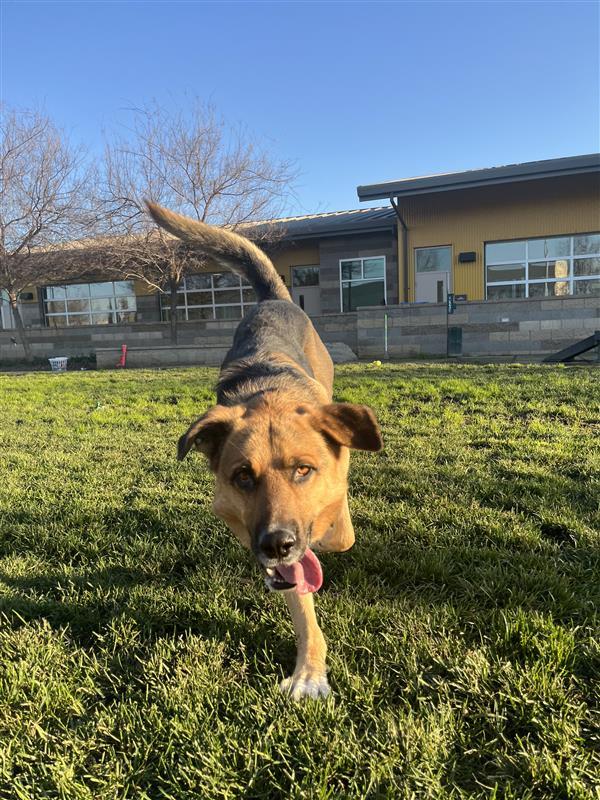 Dennis Feinstein, a Adopted German Shepherd Dog in Elk Grove, CA image 3/3