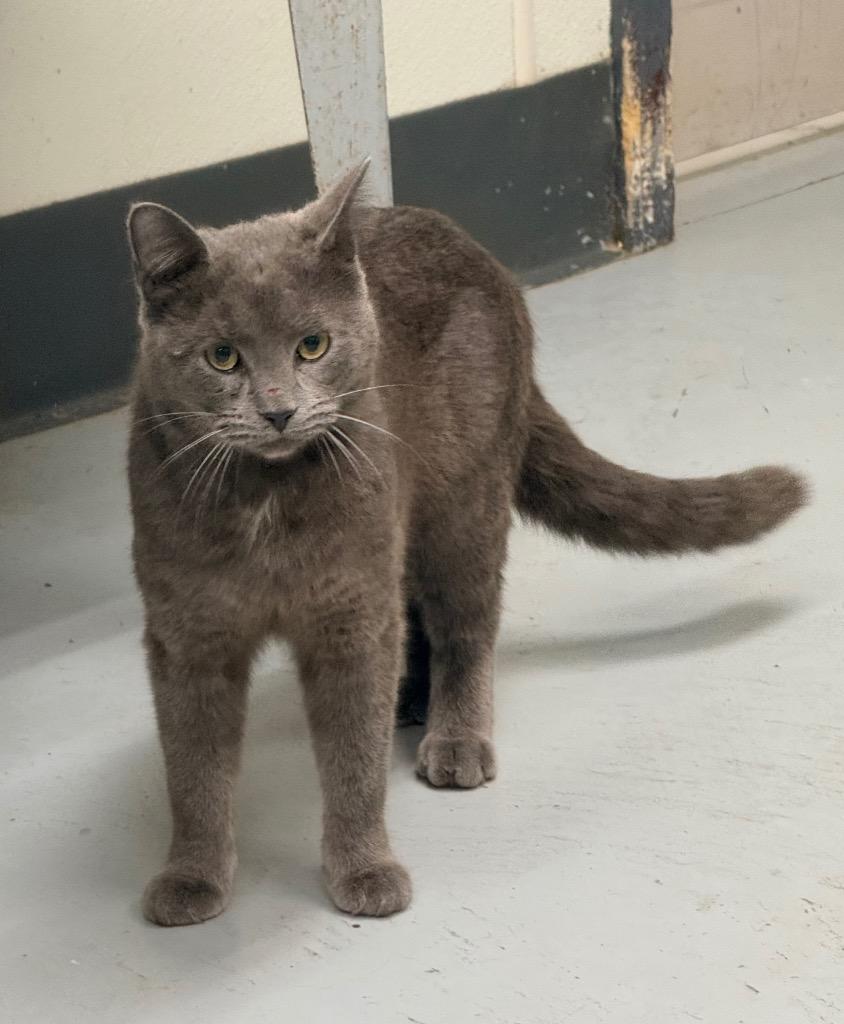 Spicy, Adoptable, Adult Male Domestic Short Hair.