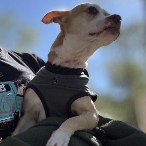 Poco Loco, Adoptable, Young Male Chihuahua.