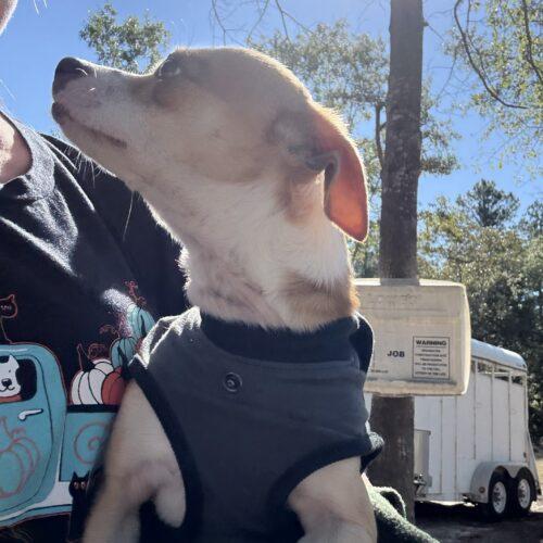 Enlarge Poco Loco, a Adoptable Chihuahua in Sanford, NC image 2/6