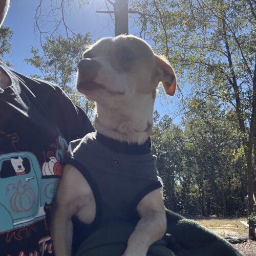 Enlarge Poco Loco, a Adoptable Chihuahua in Sanford, NC image 3/6