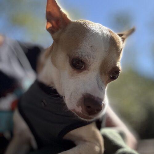 Enlarge Poco Loco, a Adoptable Chihuahua in Sanford, NC image 4/6