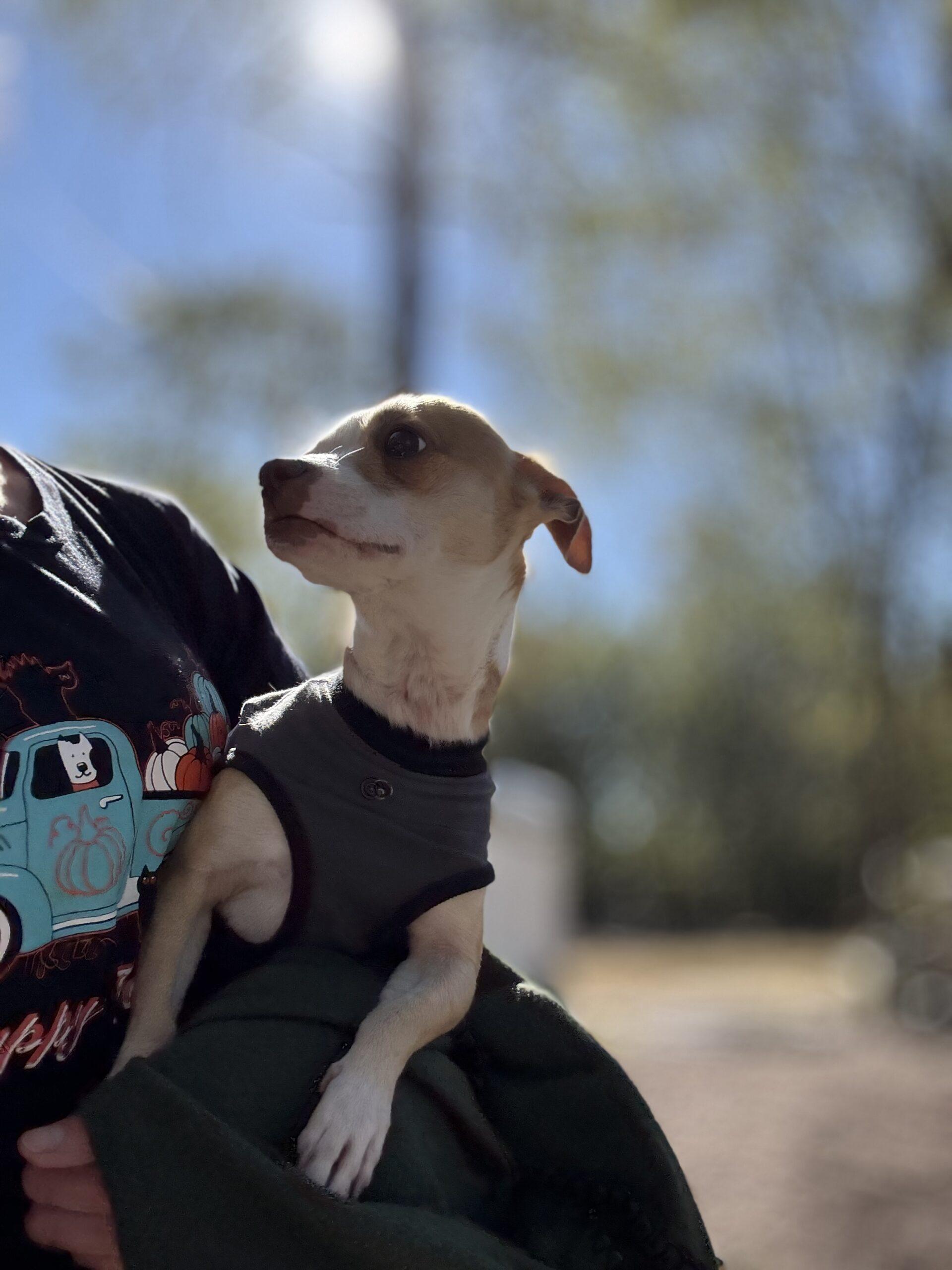 Enlarge Poco Loco, a Adoptable Chihuahua in Sanford, NC image 5/6
