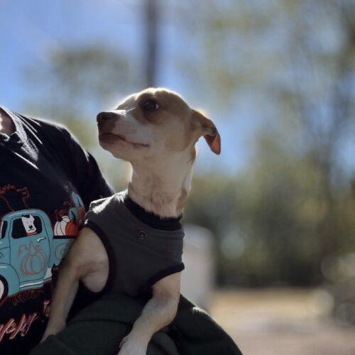 Enlarge Poco Loco, a Adoptable Chihuahua in Sanford, NC image 6/6