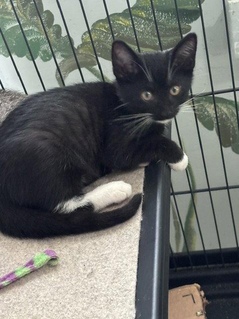 Daisy (9688), Adoptable, Kitten Female Domestic Short Hair.
