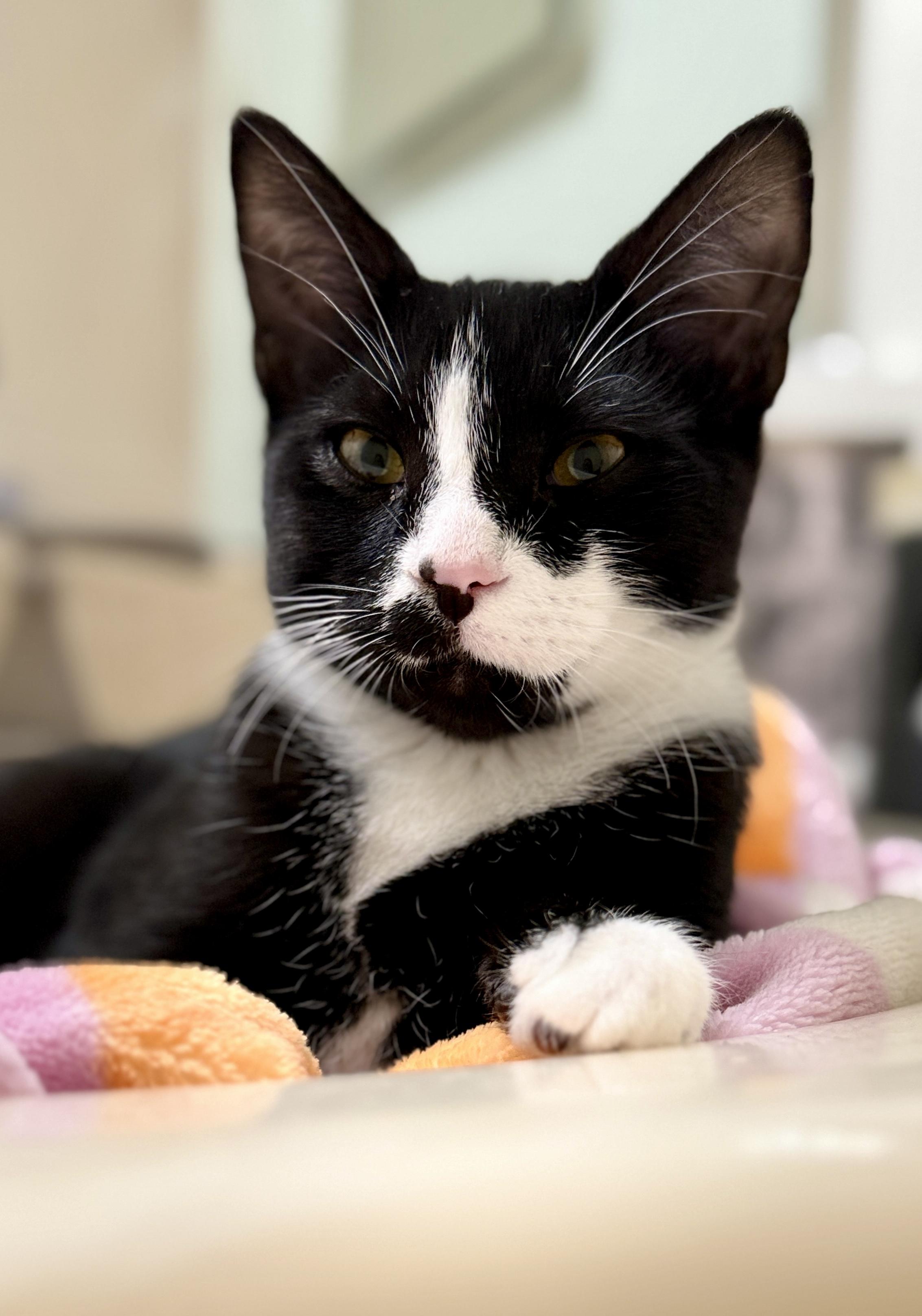 Enlarge Kenickie, a ADOPTABLE Tuxedo in Waxhaw, NC image 1/6