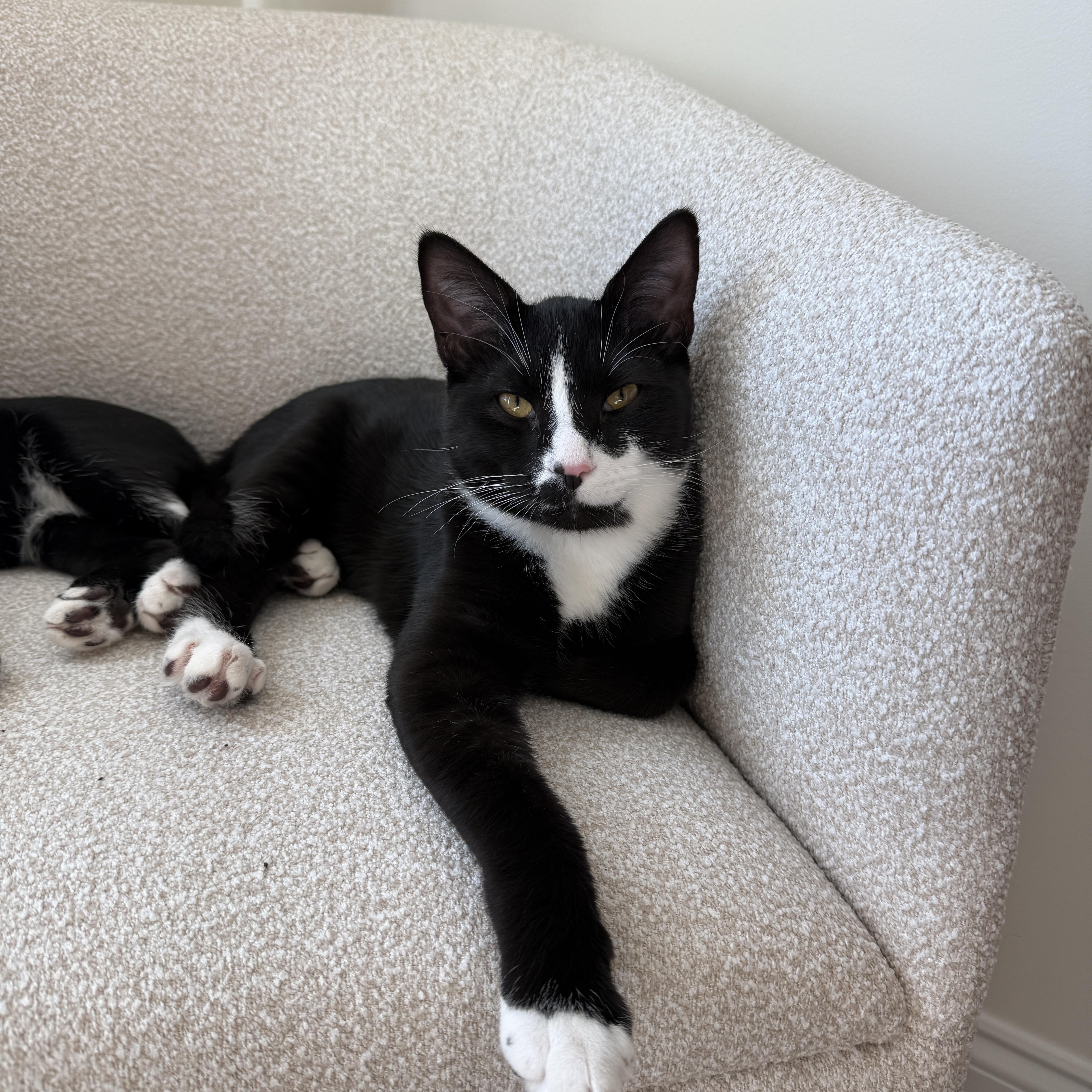 Kenickie, ADOPTABLE, Young Male Tuxedo.