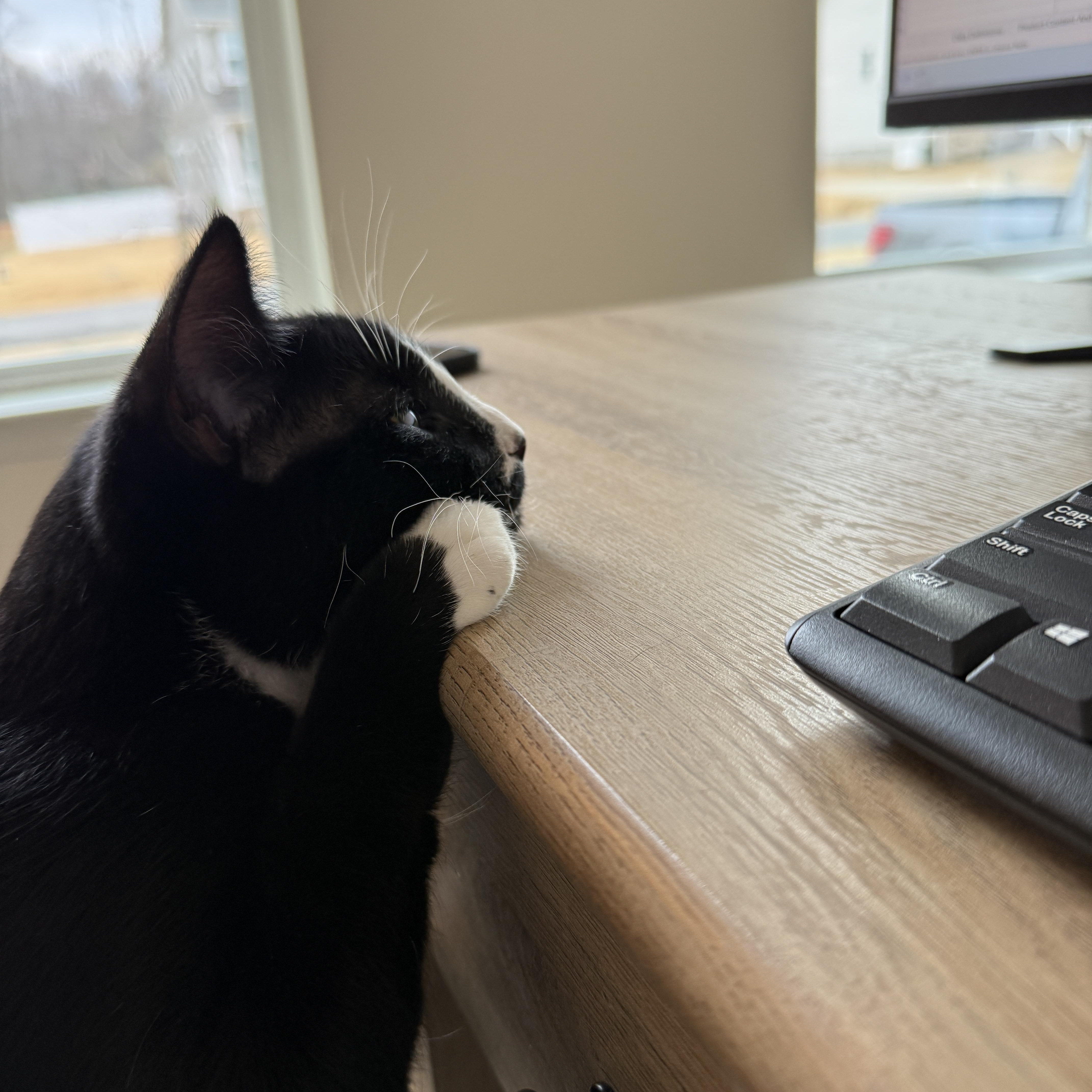 Enlarge Kenickie, a ADOPTABLE mixed breed in Waxhaw, NC image 6/6