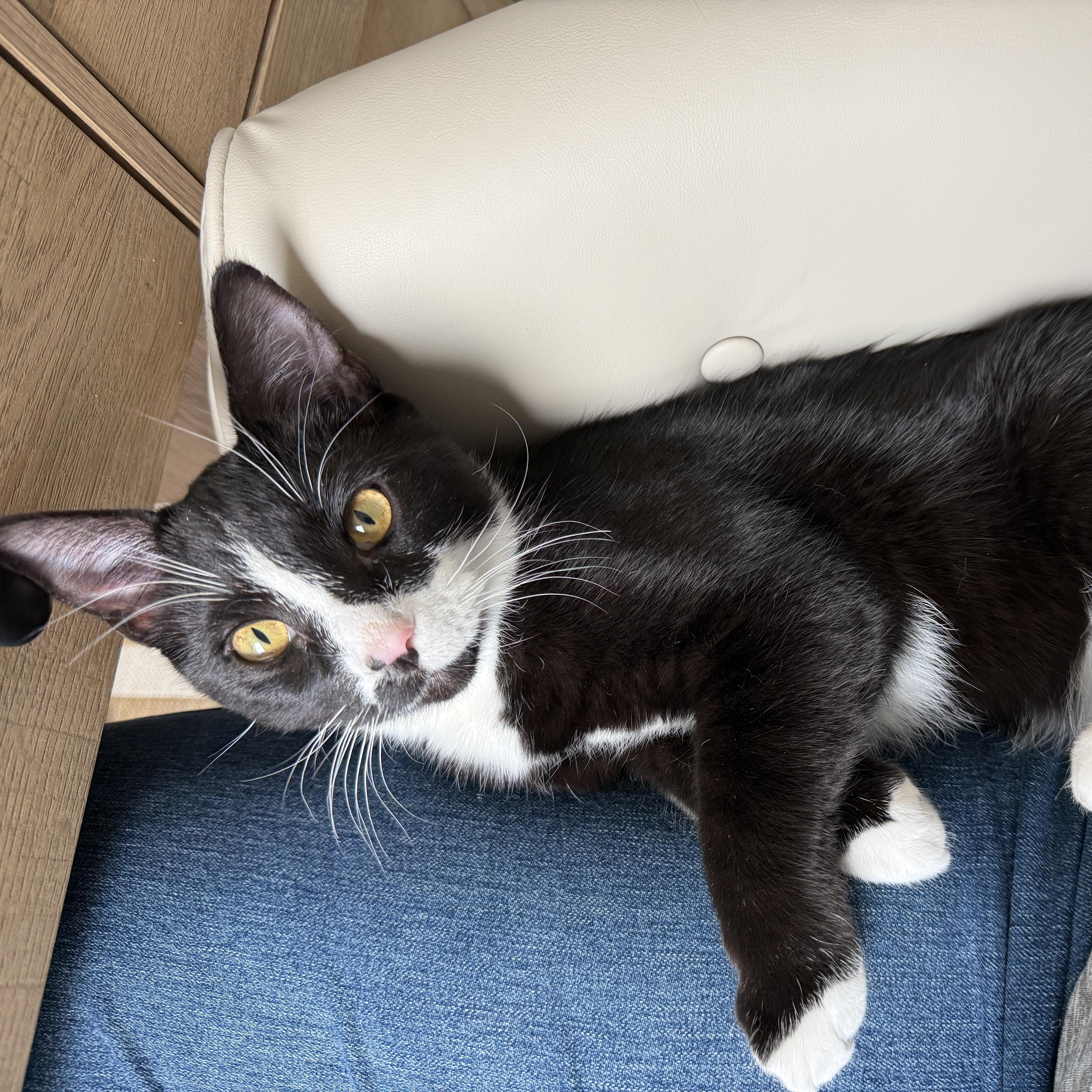 Enlarge Kenickie, a ADOPTABLE mixed breed in Waxhaw, NC image 3/6