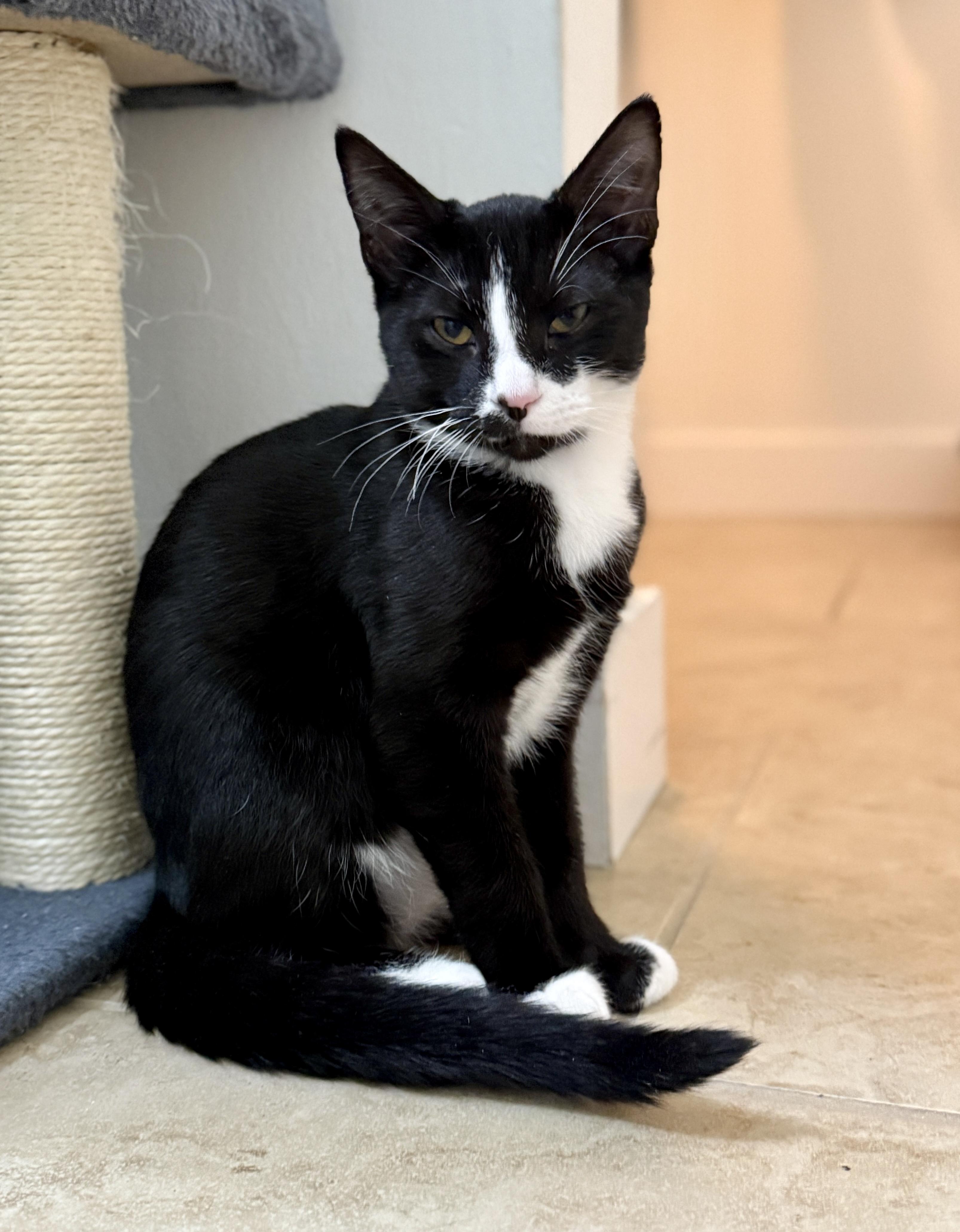 Enlarge Kenickie, a ADOPTABLE Tuxedo in Waxhaw, NC image 3/6